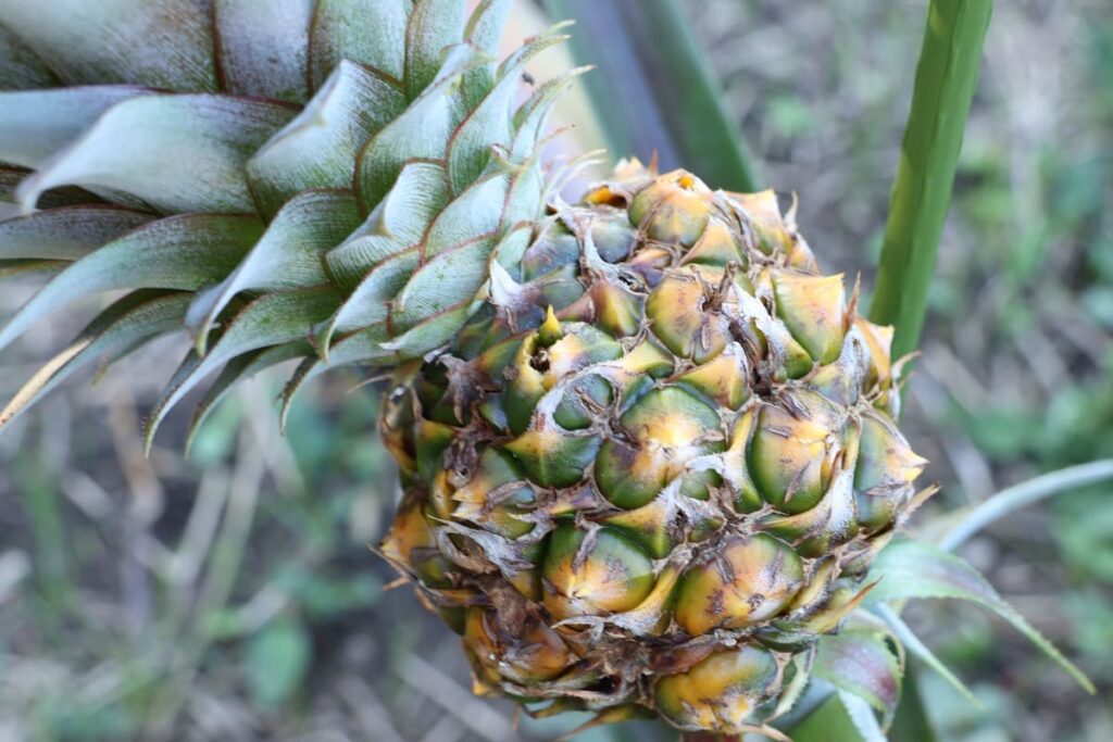 【パイナップル栽培成功】ヘタを鉢植えしてから2年半で収穫!