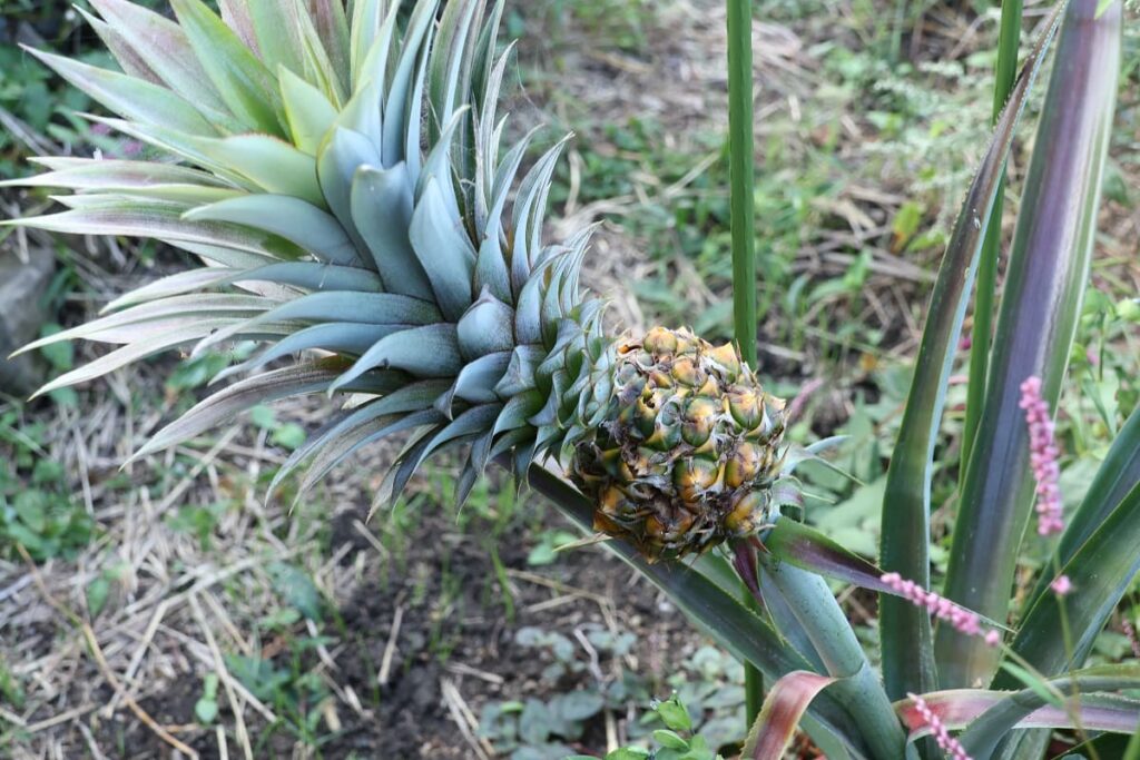 【パイナップル栽培成功】ヘタを鉢植えしてから2年半で収穫!