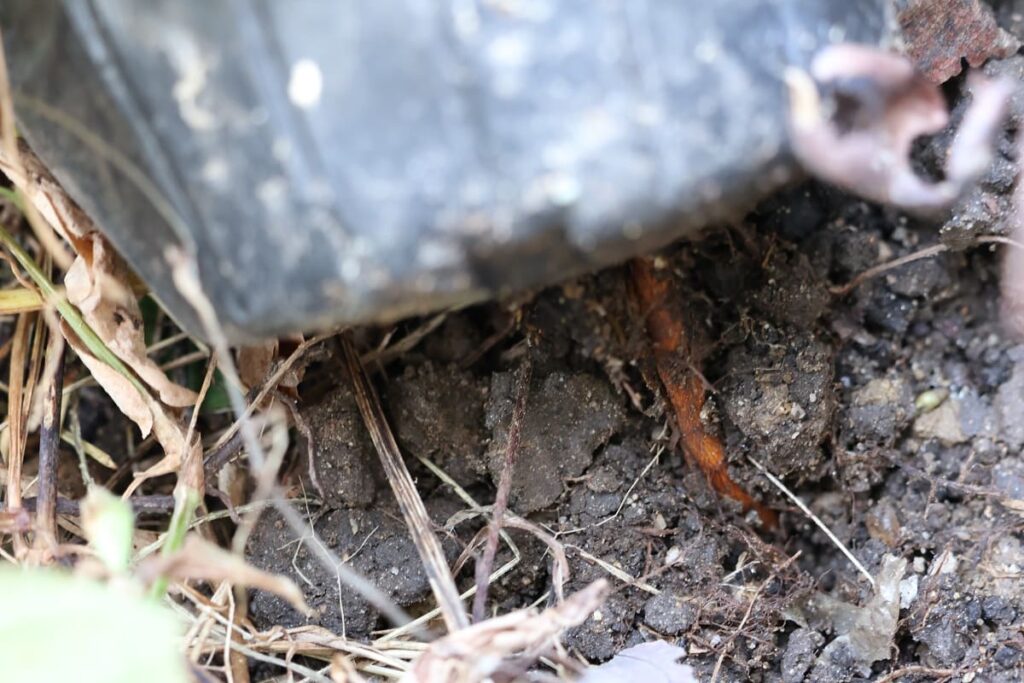 【種から栽培中の梨】植え替えや冬越しなど