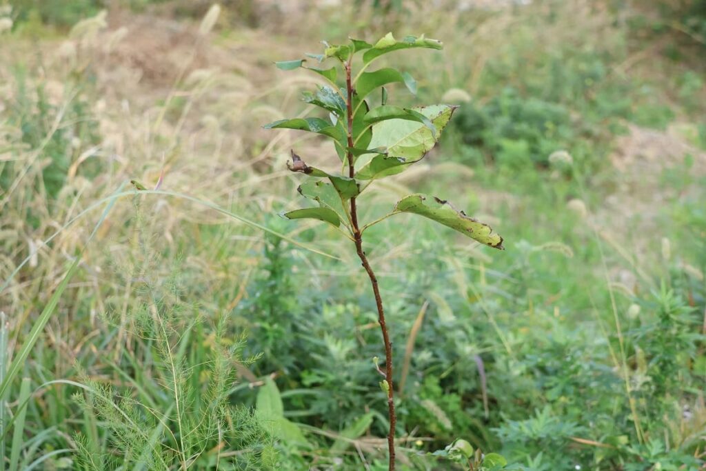 【種から栽培中の梨】植え替えや冬越しなど