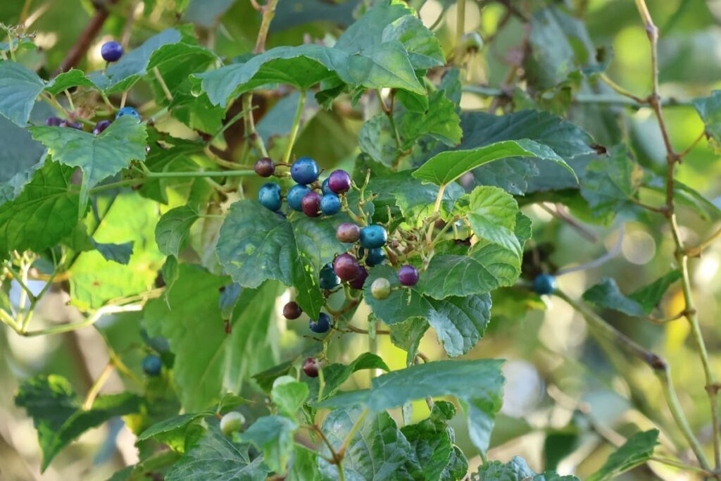 秋に青い実をつけるノブドウの蔓でカゴを編んでみた