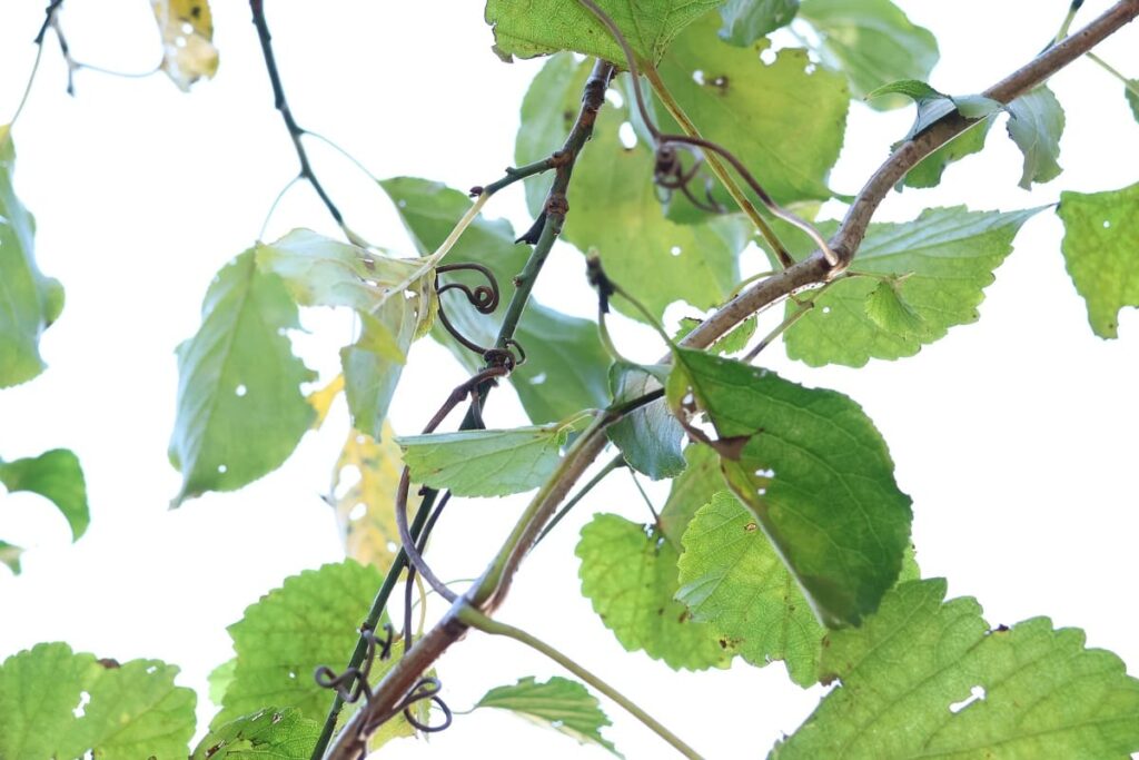 秋に青い実をつけるノブドウの蔓でカゴを編んでみた