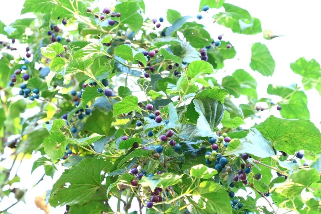 秋に青い実をつけるノブドウの蔓でカゴを編んでみた