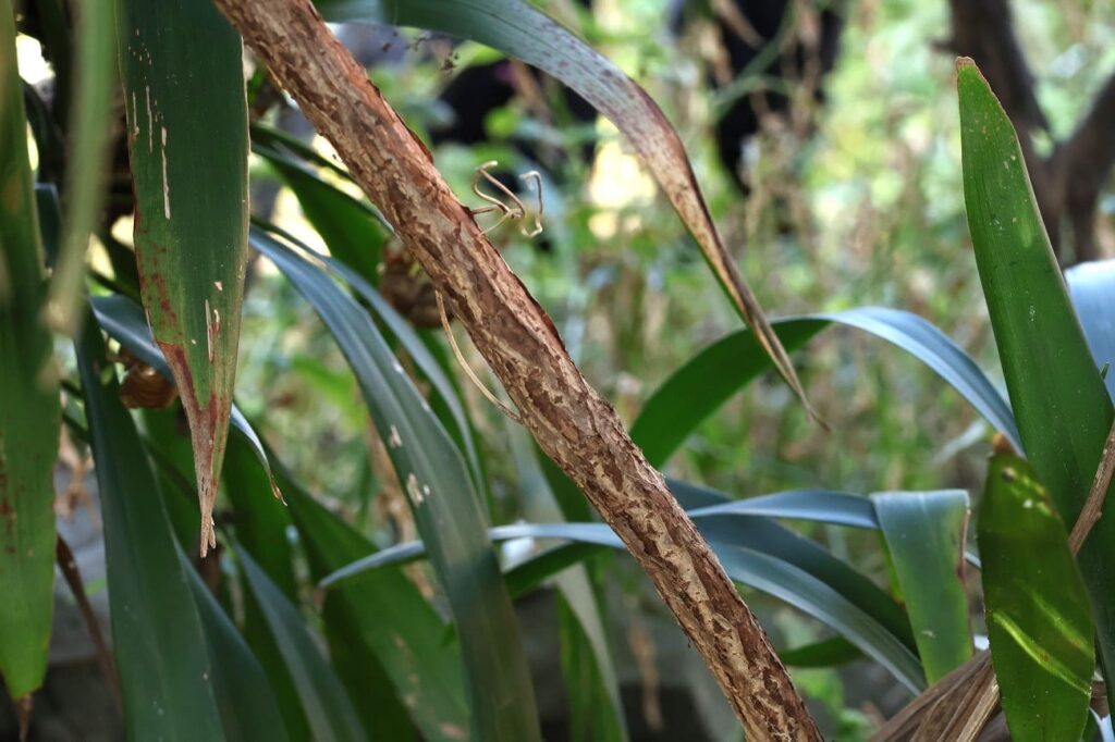 秋に青い実をつけるノブドウの蔓でカゴを編んでみた