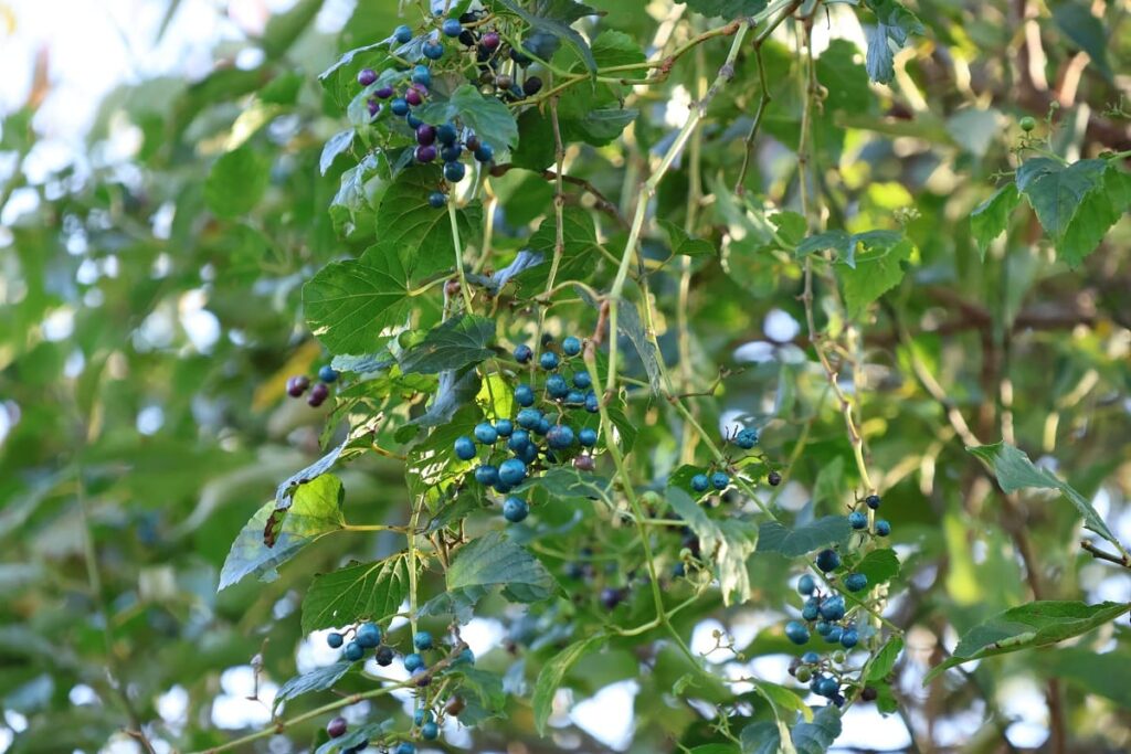 秋に青い実をつけるノブドウの蔓でカゴを編んでみた