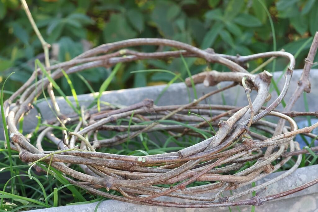 秋に青い実をつけるノブドウの蔓でカゴを編んでみた