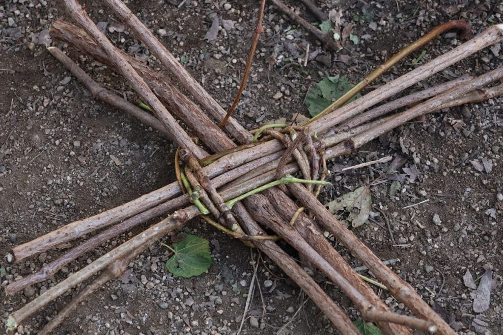 秋に青い実をつけるノブドウの蔓でカゴを編んでみた
