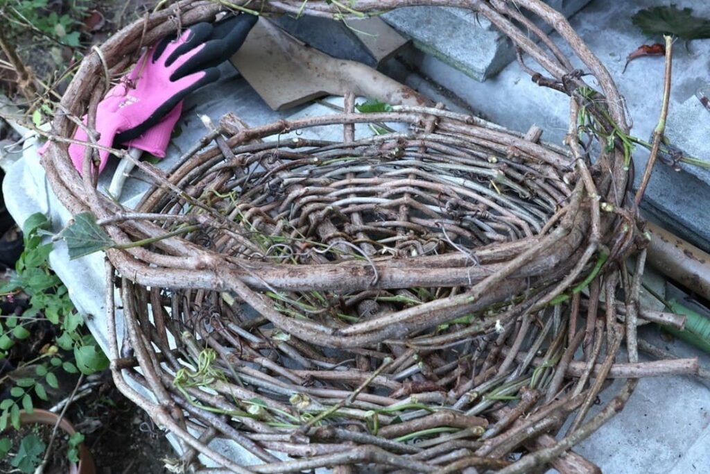 秋に青い実をつけるノブドウの蔓でカゴを編んでみた