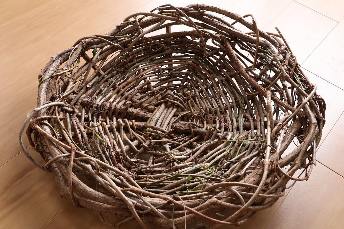 秋に青い実をつけるノブドウの蔓でカゴを編んでみた