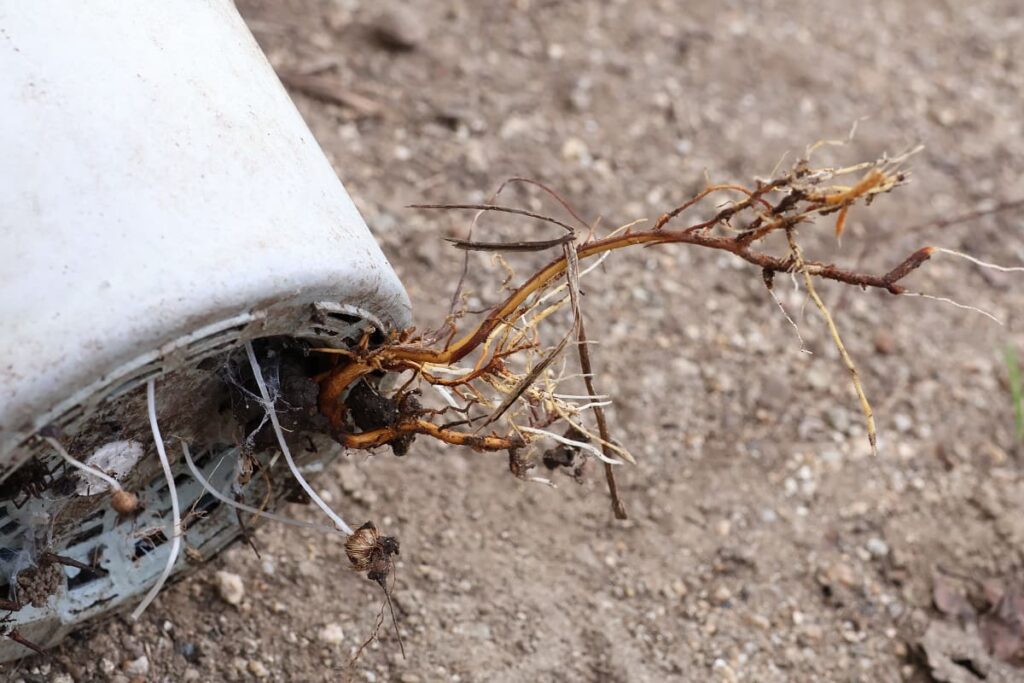【種から栽培中の梨】植え替えや冬越しなど