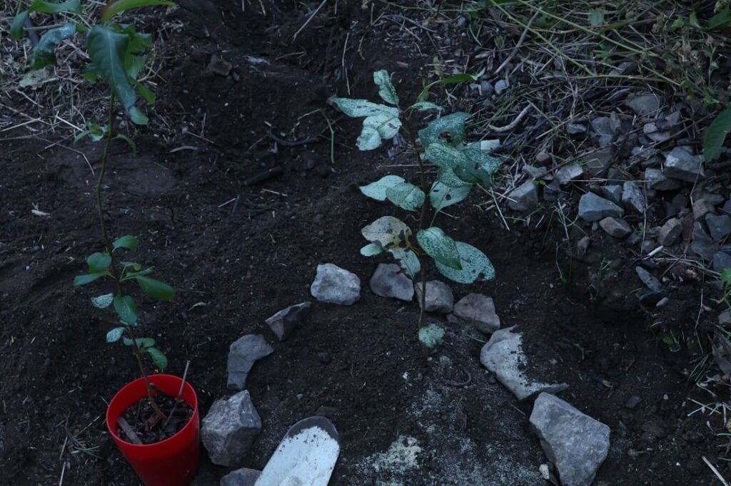 【種から栽培中の梨】植え替えや冬越しなど