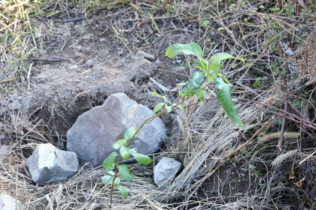 【種から栽培中の梨】植え替えや冬越しなど