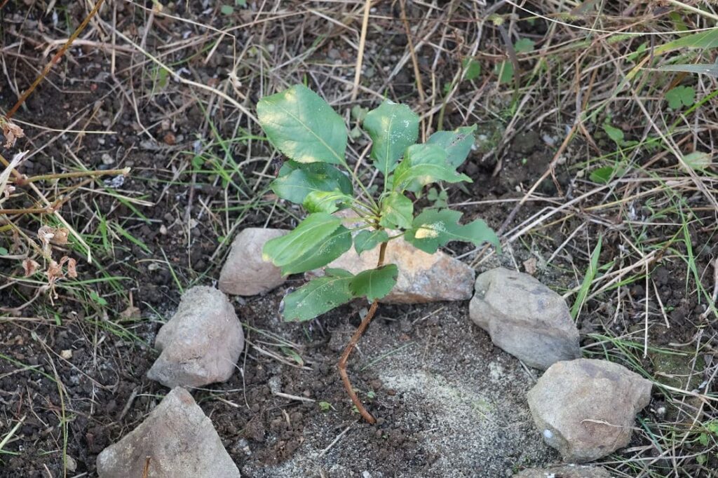 【種から栽培中の梨】植え替えや冬越しなど