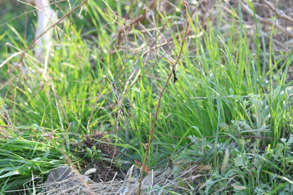 【種から栽培中の梨を引っ越しさせる】植木鉢から地植えへ