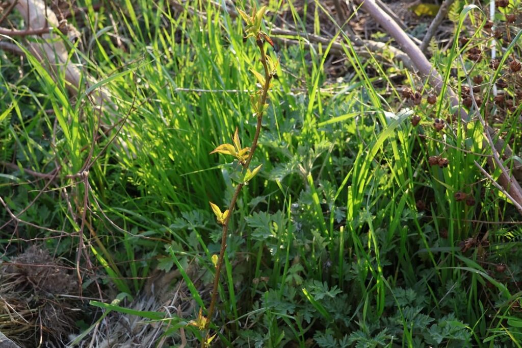 【種から栽培中の梨を引っ越しさせる】植木鉢から地植えへ