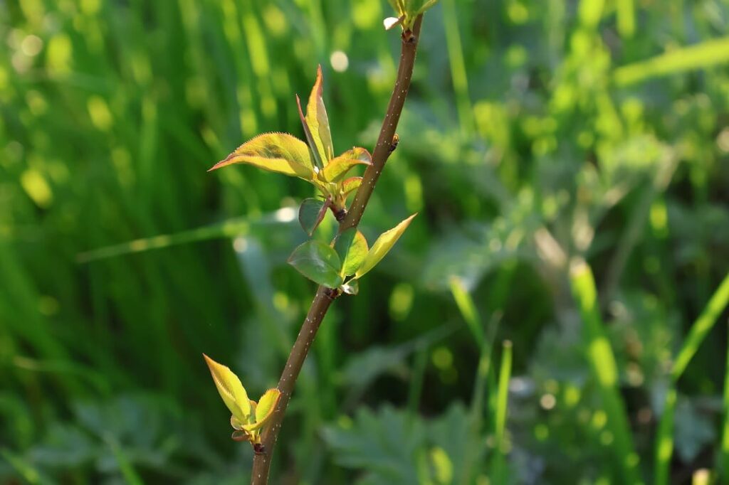 【種から栽培中の梨を引っ越しさせる】植木鉢から地植えへ
