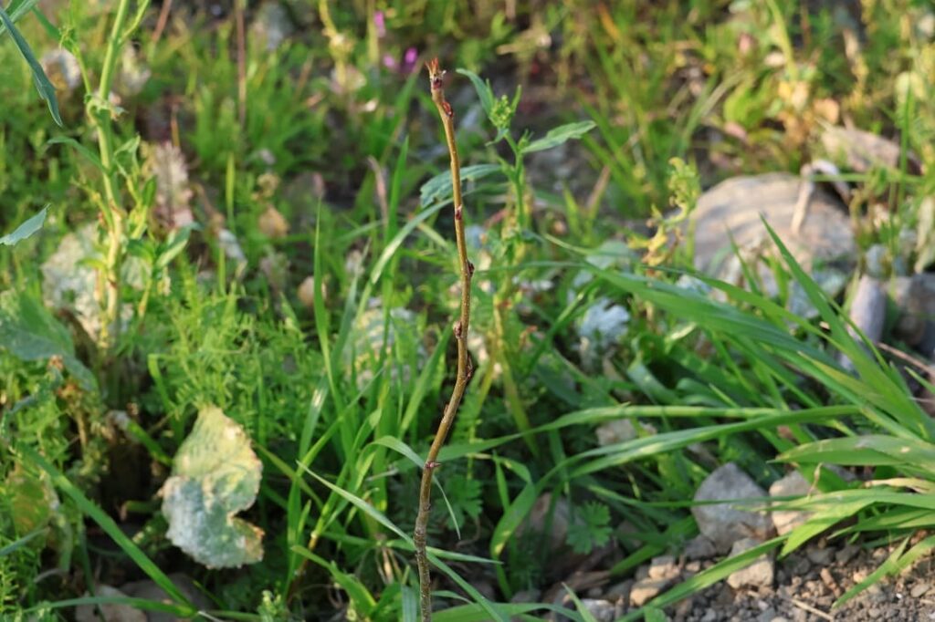 【種から栽培中の梨を引っ越しさせる】植木鉢から地植えへ