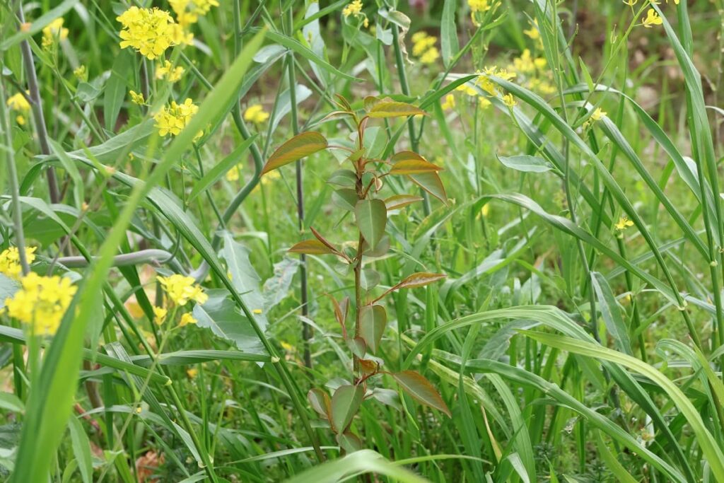 【種から栽培中の梨】植え替えや冬越しなど