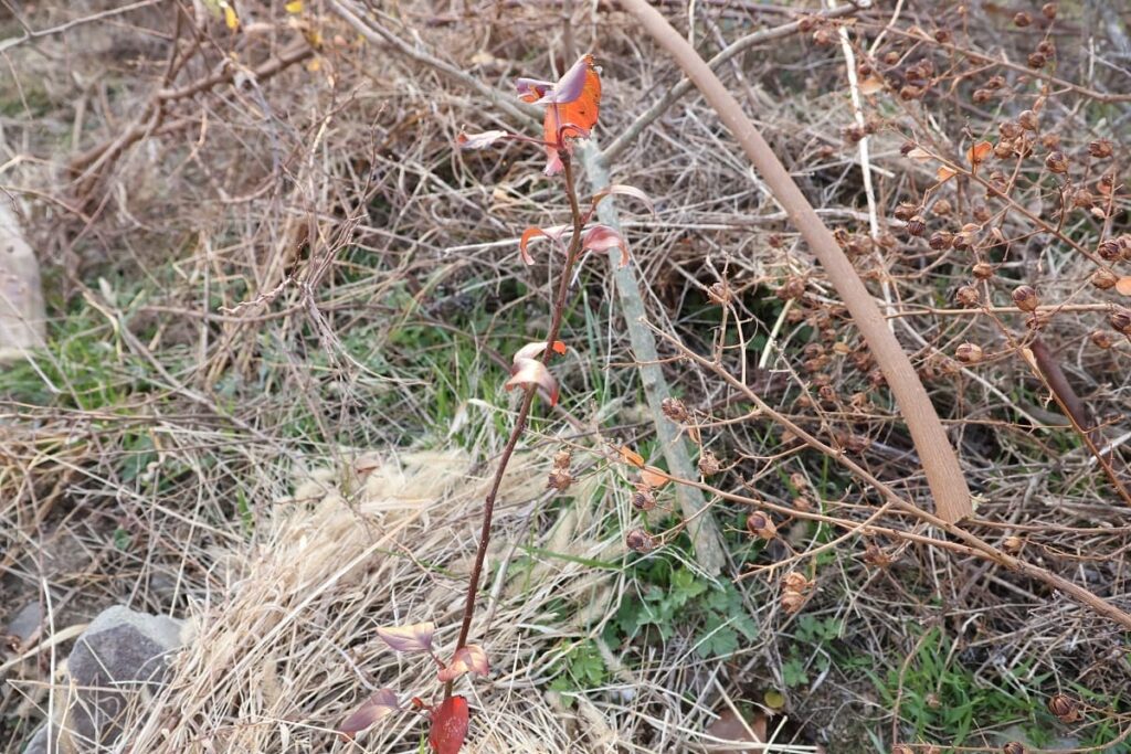 【種から栽培中の梨を引っ越しさせる】植木鉢から地植えへ