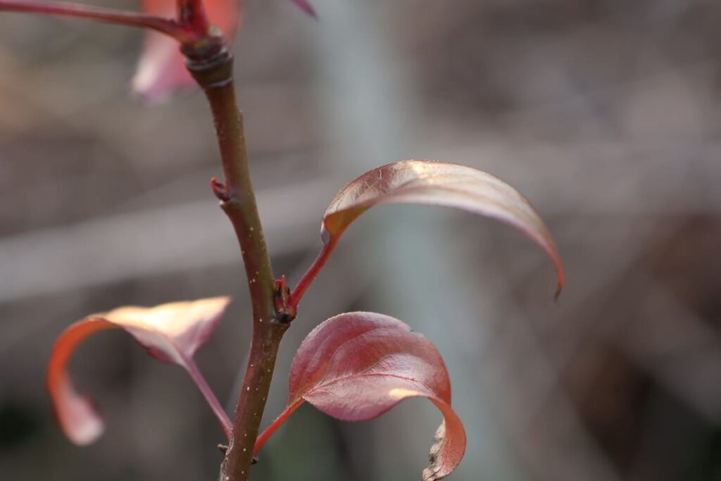 【種から栽培中の梨を引っ越しさせる】植木鉢から地植えへ
