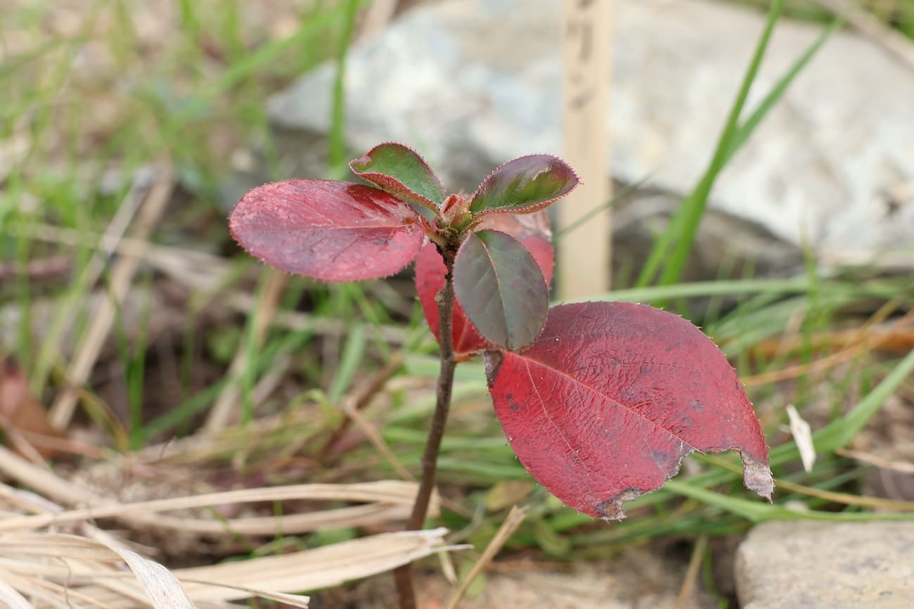 種から栽培中のカリン｜ポリポットから植え替える