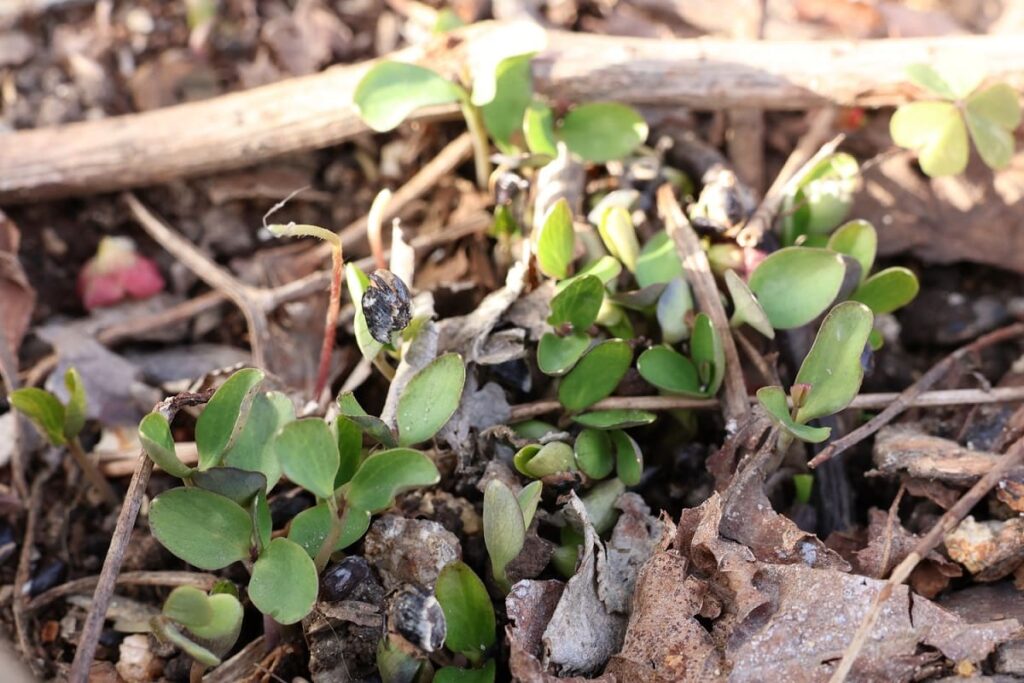 大量に発芽したアケビ