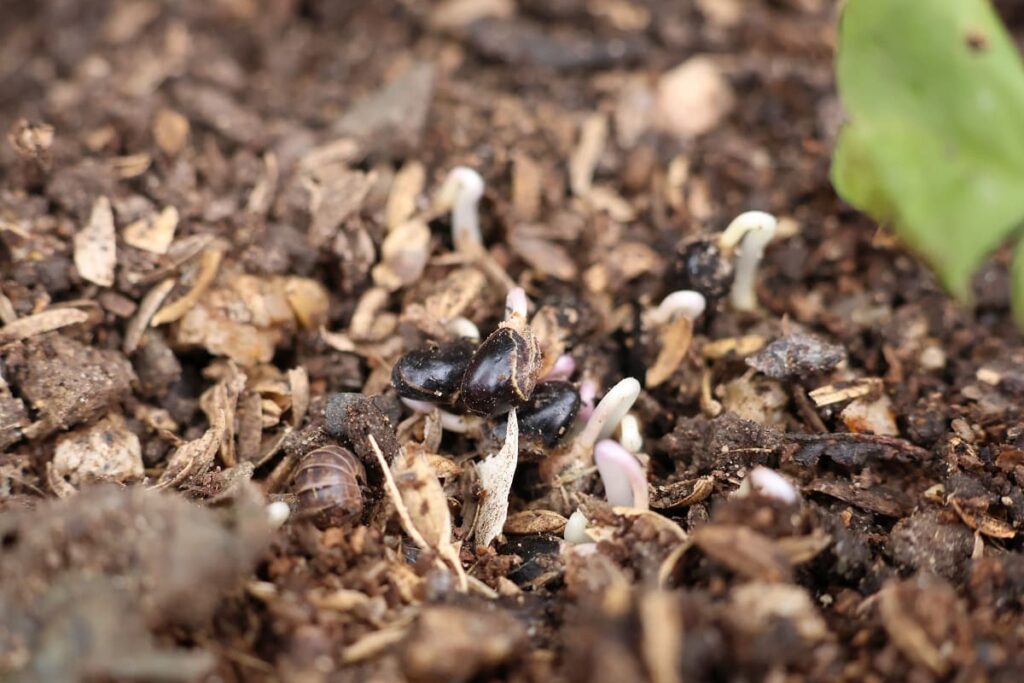 2月末にアケビが発芽