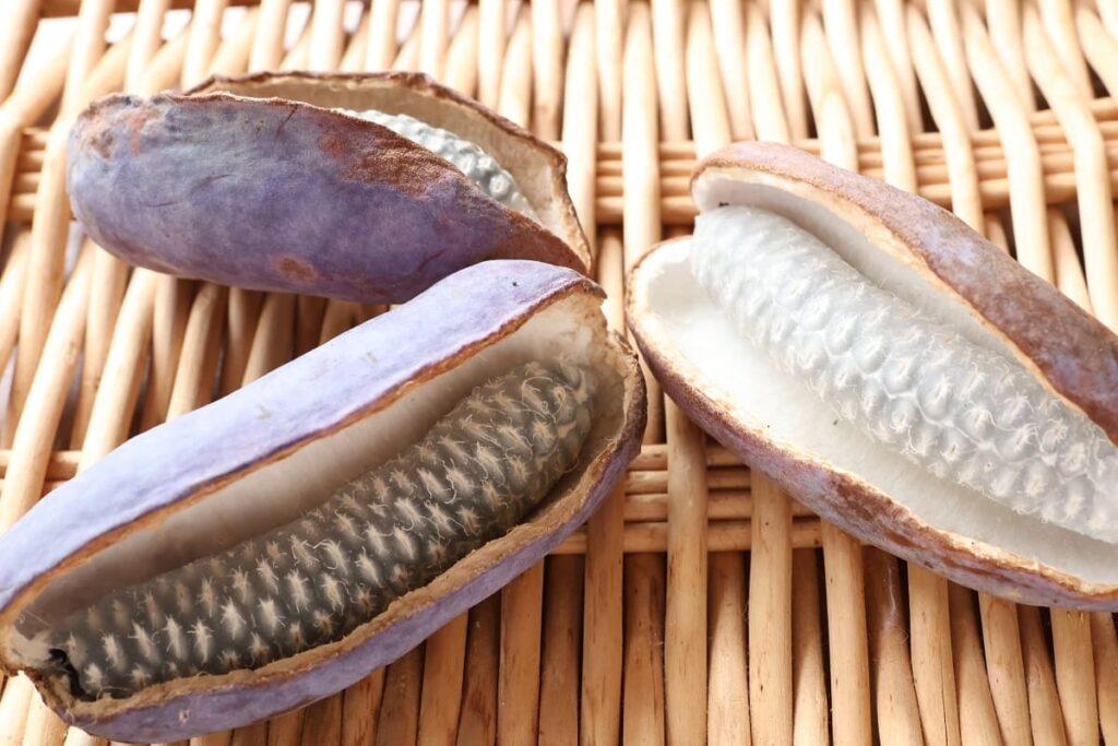 かごに乗ったアケビの実