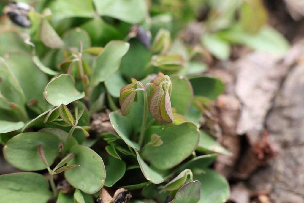 アケビの双葉から小葉が現れる