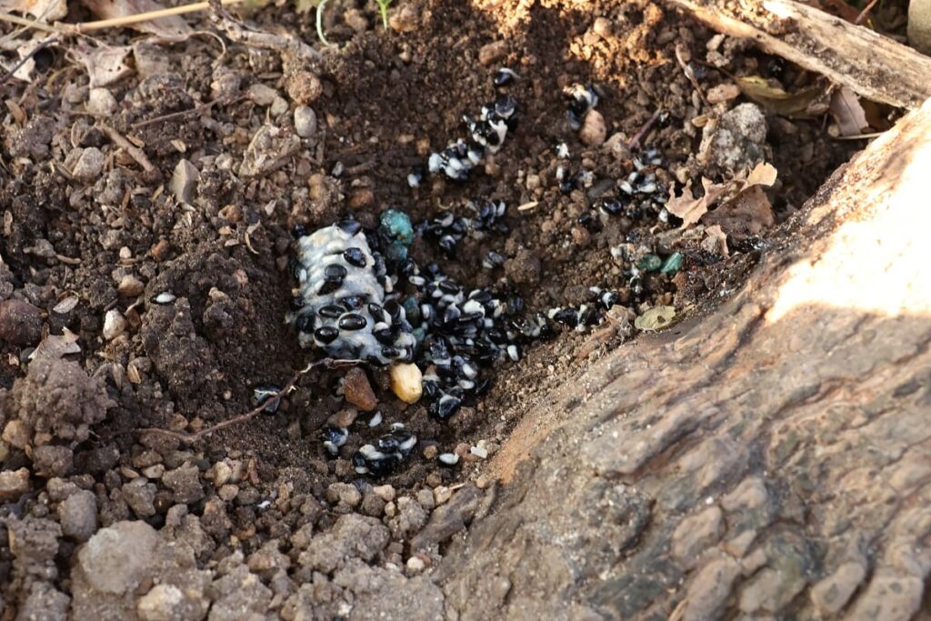 アケビの種まきをする