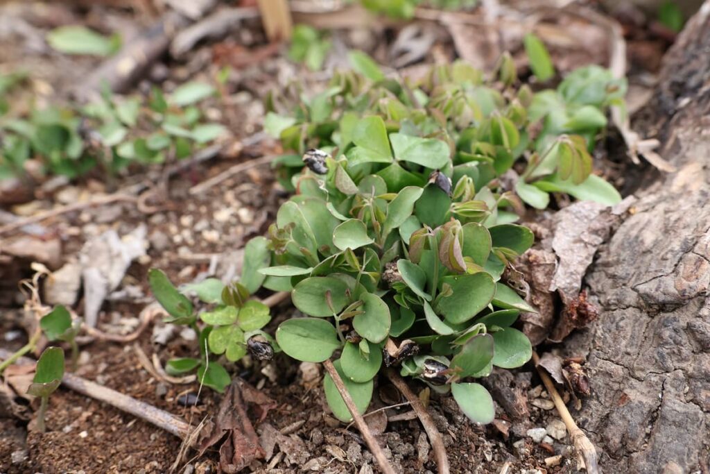 密集して現れたアケビ