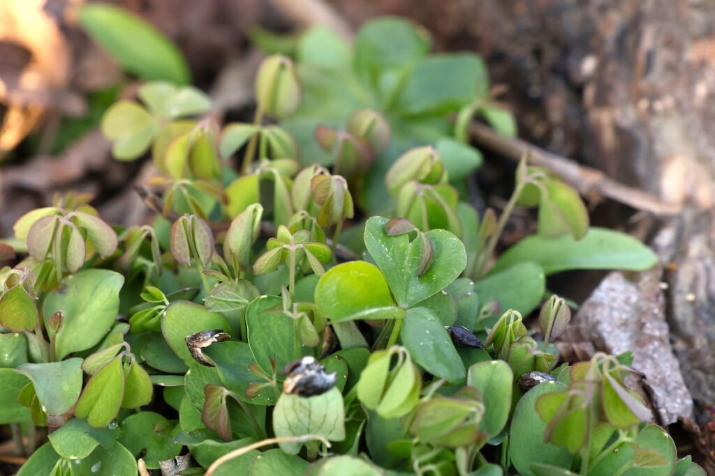 大量に発芽したアケビ
