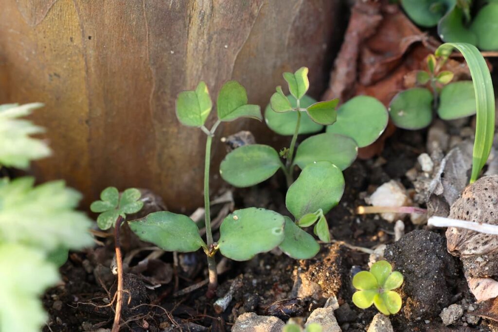 小葉が出て来たアケビ