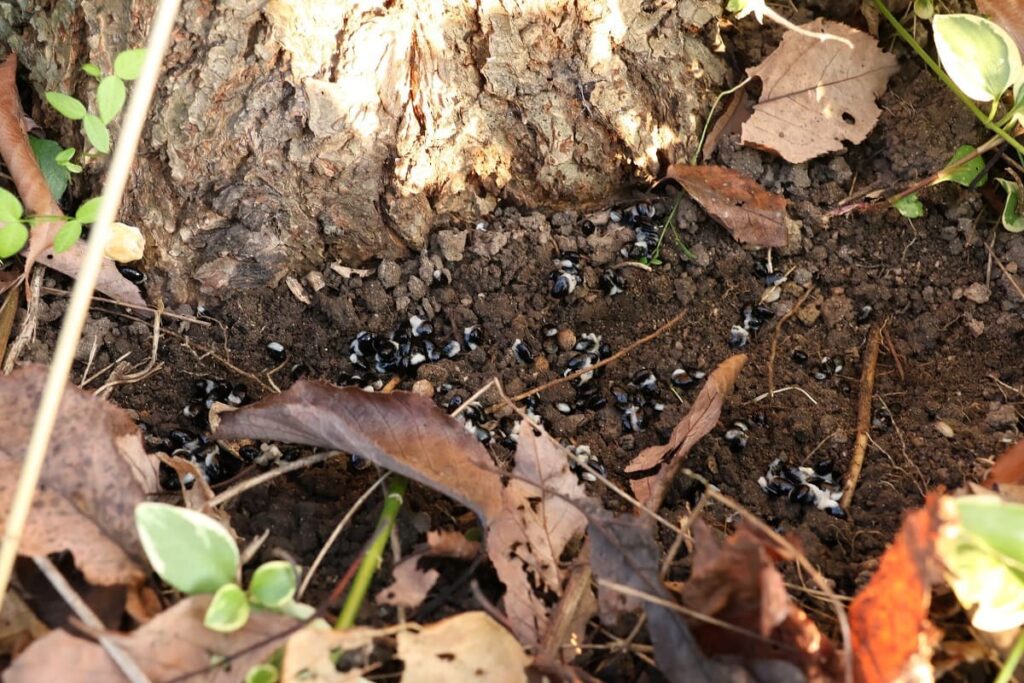 アケビの種まき