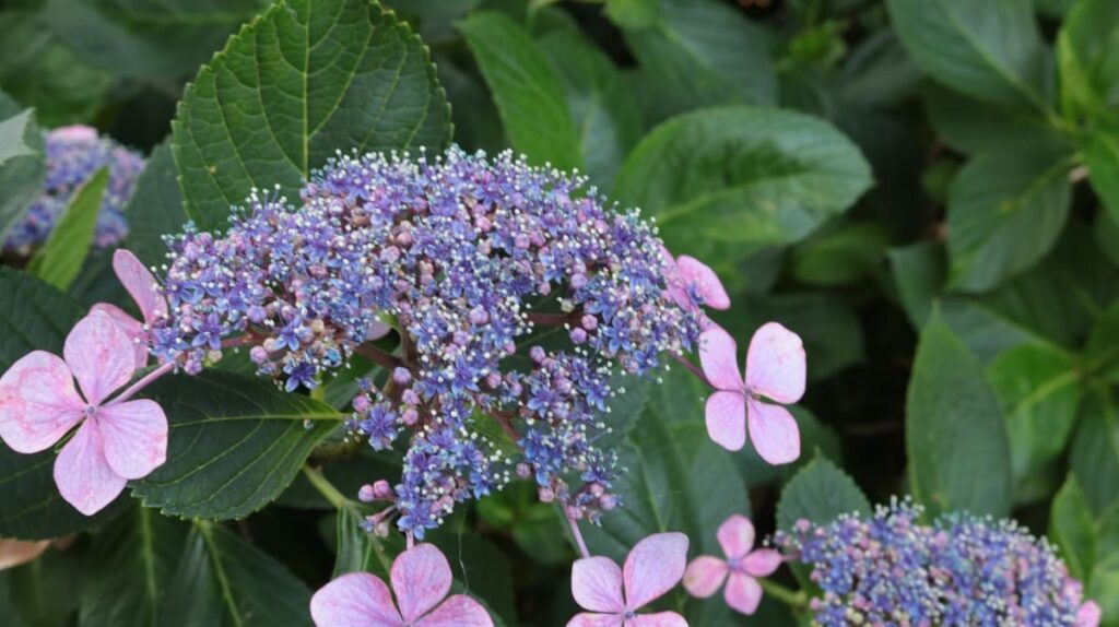 アジサイの変種である甘茶の花