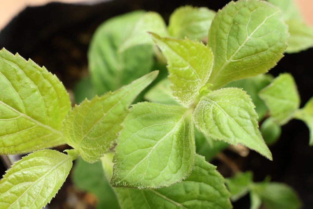 姫甘茶の葉っぱ