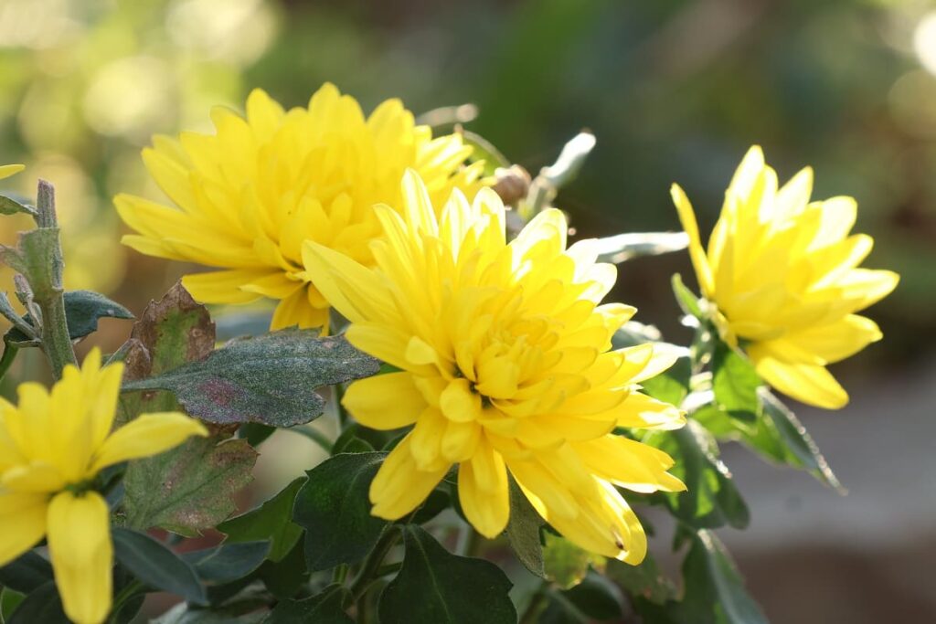 ポットマム（菊）の花