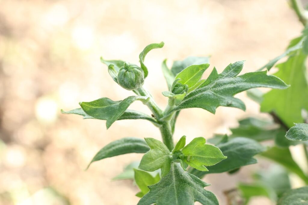 冬越し後つぼみをつけたポットマム