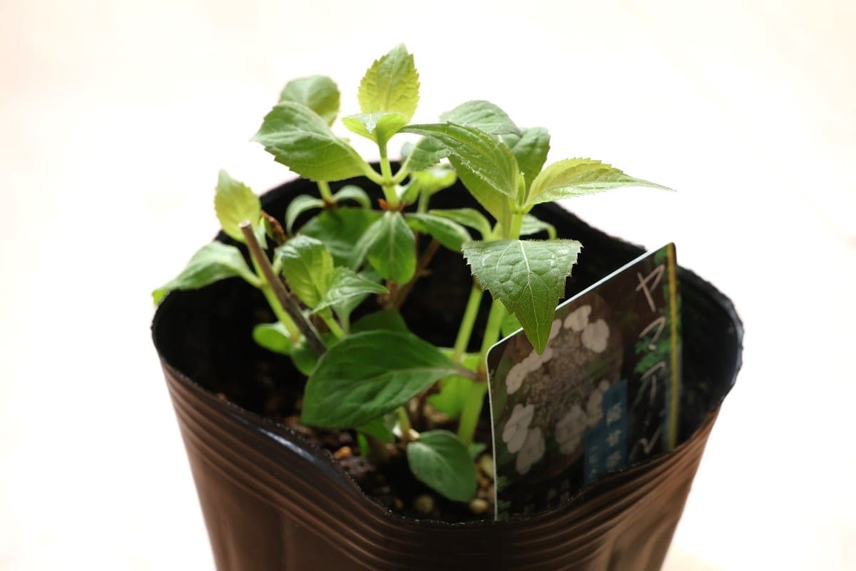 ネットで購入した姫甘茶の苗