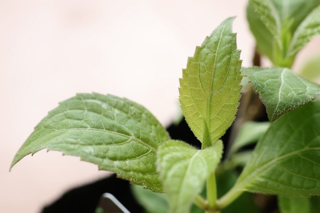 光沢がない姫甘茶の葉っぱ