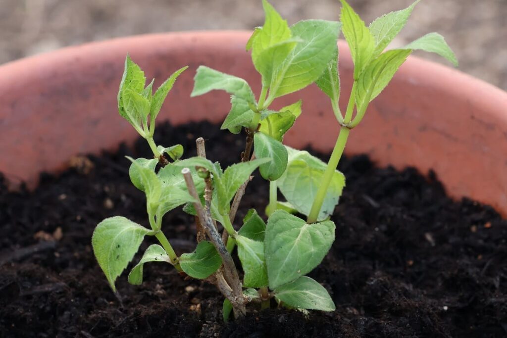鉢植えになった姫甘茶の苗