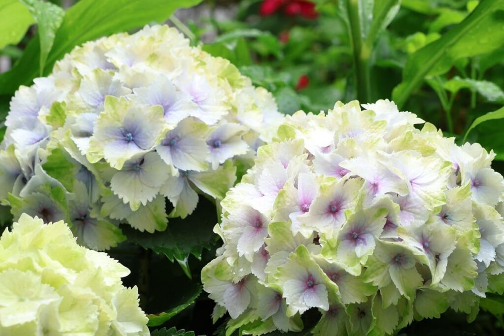 アジサイ「レモンキス」ピンク・ブルー・白