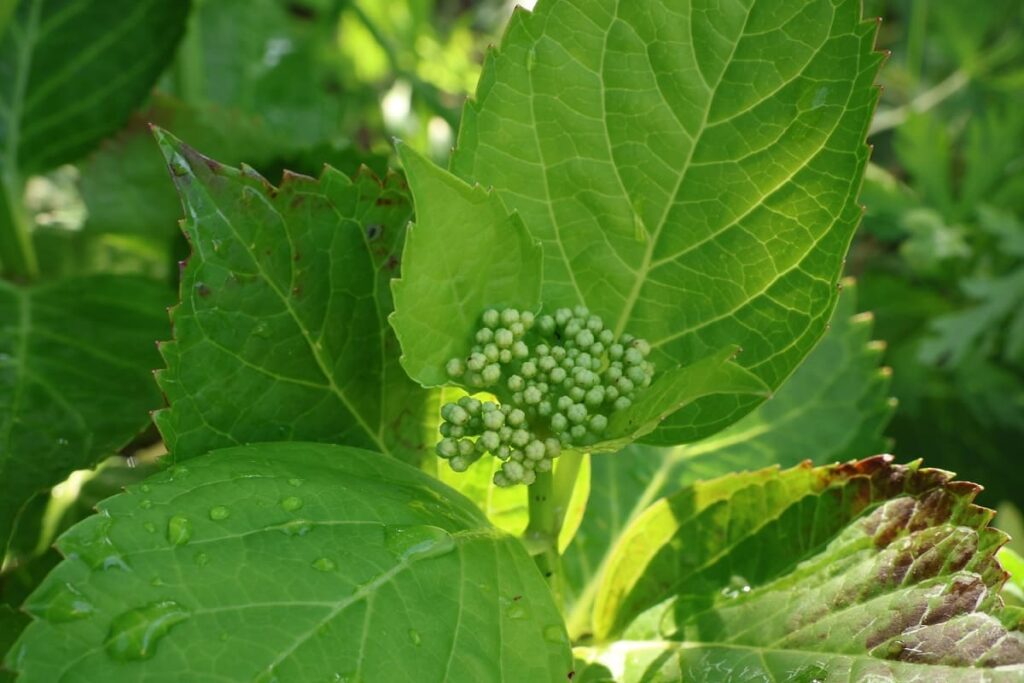 ハイドランジアレモンキスのつぼみ