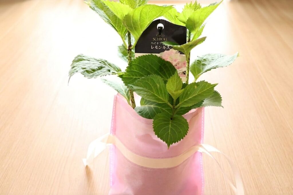 プレゼントのアジサイ