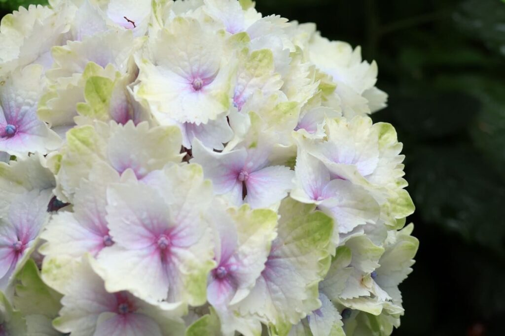 ピンク系になったアジサイ「レモンキス」