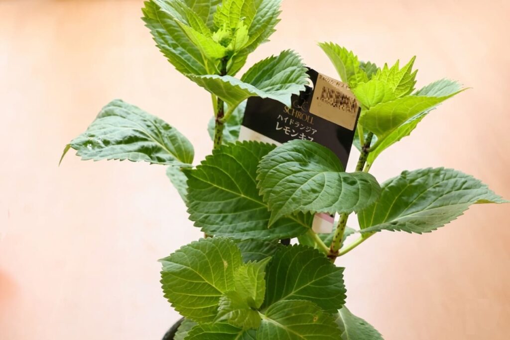 ハイドランジア・レモンキス