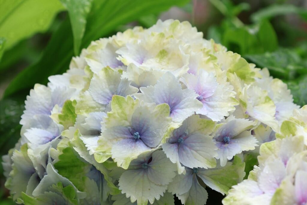 アジサイ「レモンキス」のブルーの花