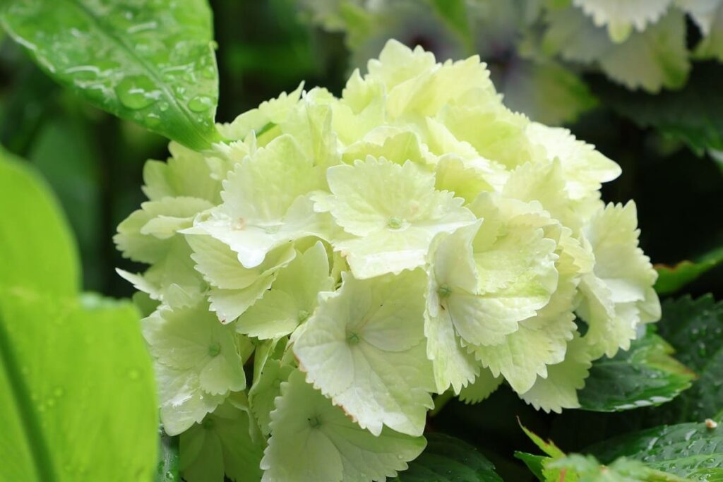 アジサイ「レモンキス」の白い花