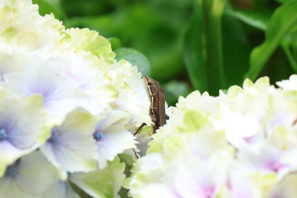 アジサイ「レモンキス」とトカゲ