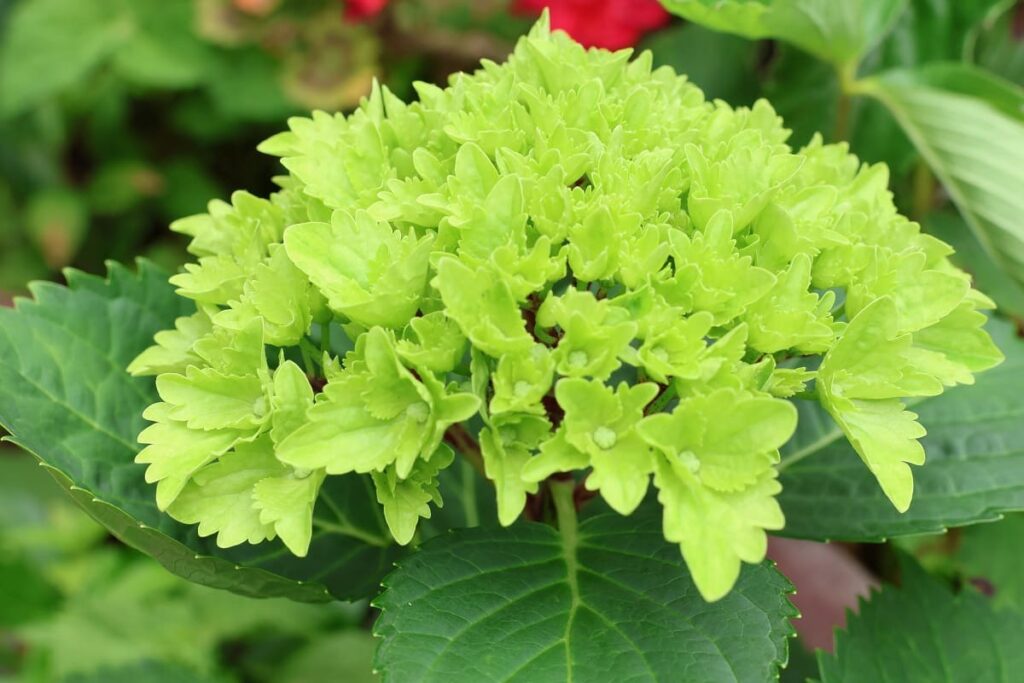 アジサイ・レモンキスの緑色の花